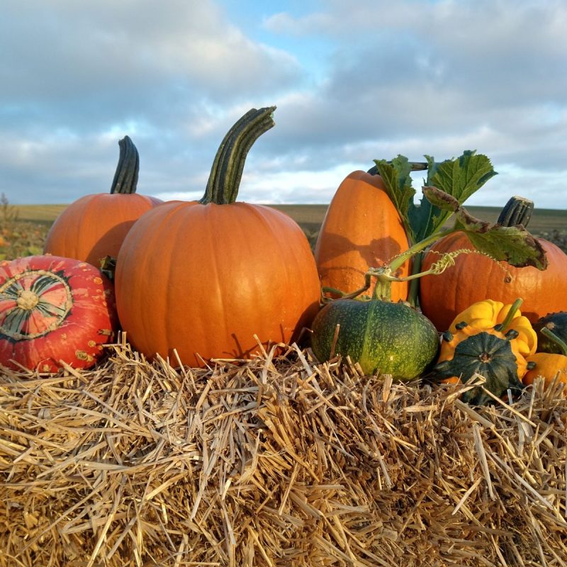 Pumpor